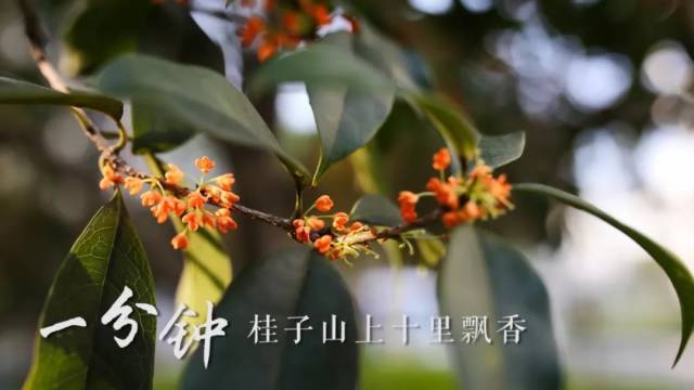 微视频丨华师一分钟