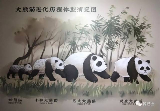 早在800万年以前 大熊猫的祖先生活在亚洲东部 名叫"始熊猫" 以肉食为