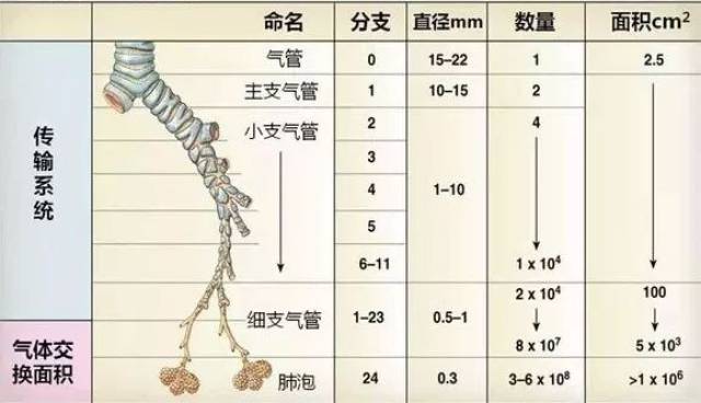 呼吸道结构