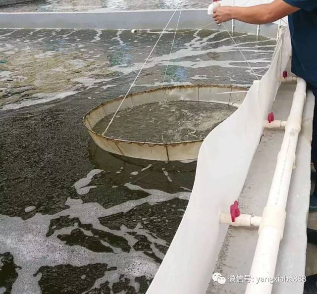 鱼虾料台,工厂化养虾,高位池养虾料台.