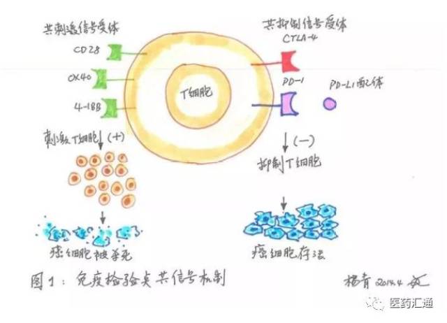 手工画图解肿瘤免疫治疗