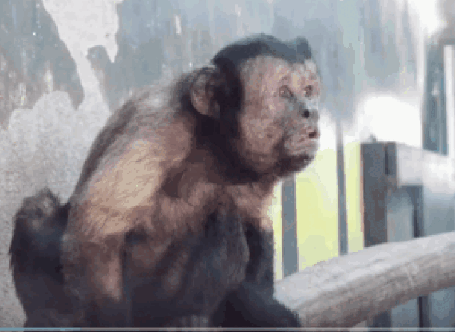 猴子长了一张国字脸,人称移动表情帝,其实是动物园里的小寿星!