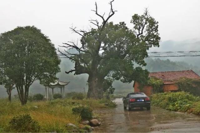 据《永康县地名志》记载,连枝村地处山谷,有公路穿村而过.