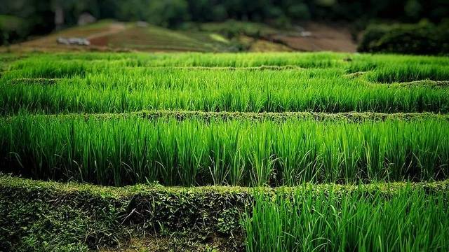 泰国农村很穷吗?照片记录,还原真实的泰国乡村