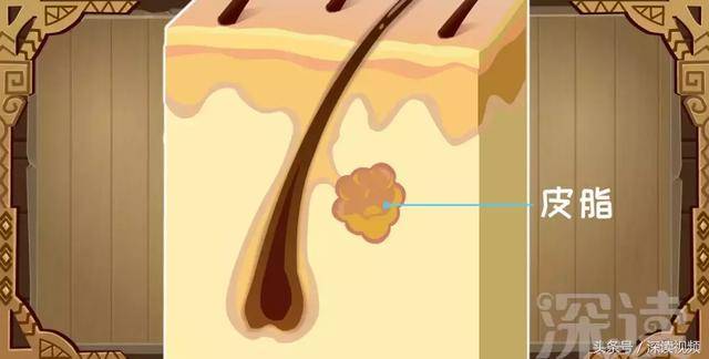 毛囊靠近头皮的位置是 皮脂腺,里面囤放着皮脂,能 滋润,保护皮肤.