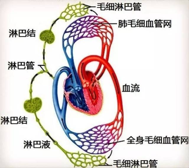 各种系统解剖图·值得收藏