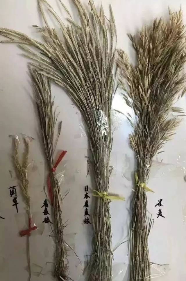 1,小麦收割机的长途跨区作业是节节麦传播的重要媒介.