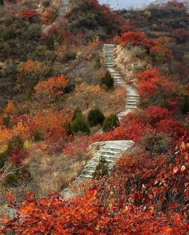 【昌平·秋韵】韩台村漫山红叶,美不胜收!