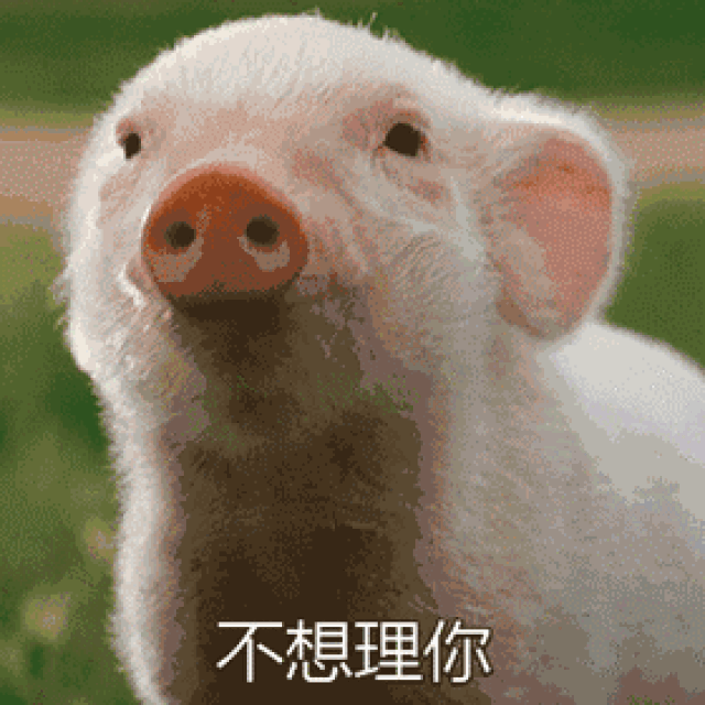 表情| 宠物小猪 动态表情包