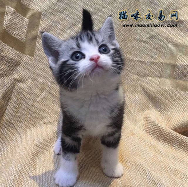 美国短毛猫选购技巧有哪些?