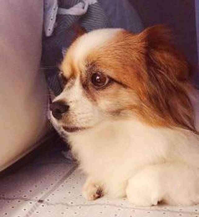 养狗麻不麻烦? 公的母的? 生小狗可以送我一只嘛? .