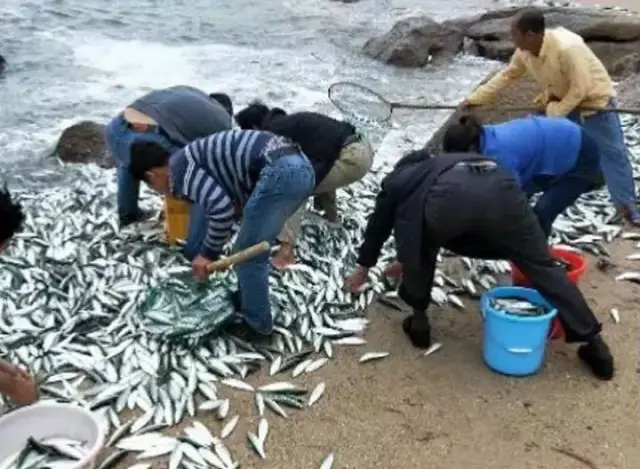 海滩惊现成堆鱼冲上岸,千斤海鱼自投罗网,原因竟是.