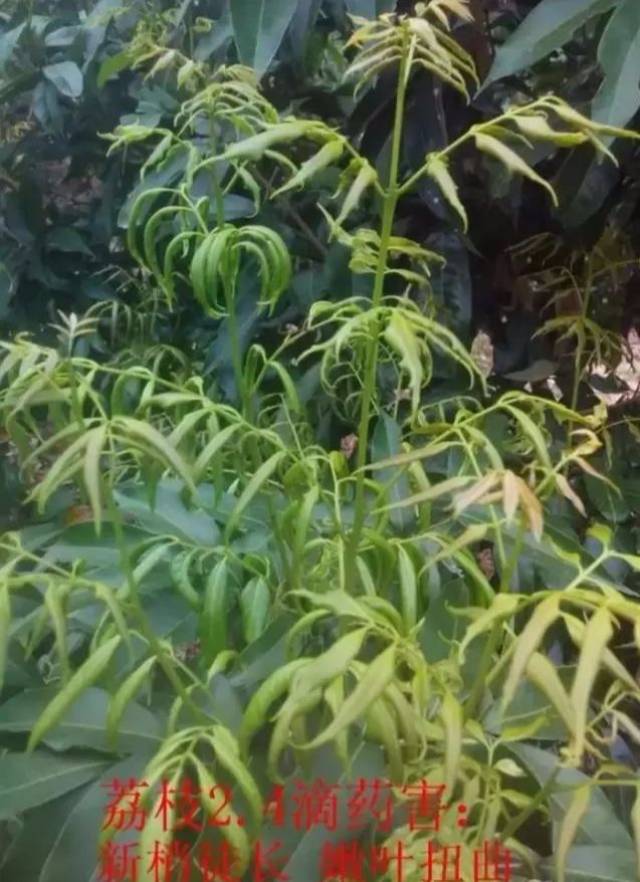 打药易漂移,药害避免不了,怎么办?