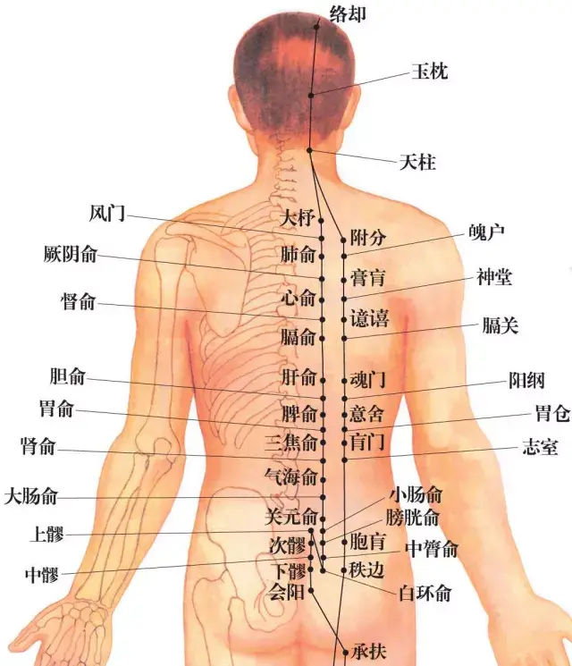 膀胱经上的穴位最多,有67个,而且主要部分都在人体的后部——后背和腿