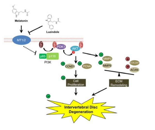 褪黑素通过褪黑素受体介导的pi3k-akt信号通路抑制髓核细胞增殖和胞外