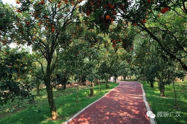 沙田村一景:果树林中的花果骑游绿道