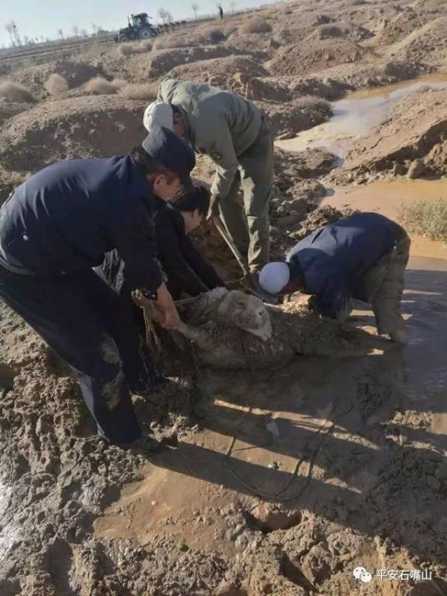 黄河涨水,泥漫河滩!