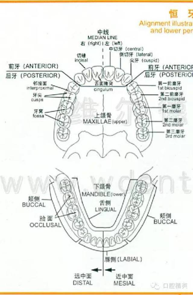 牙齿的形态图大全