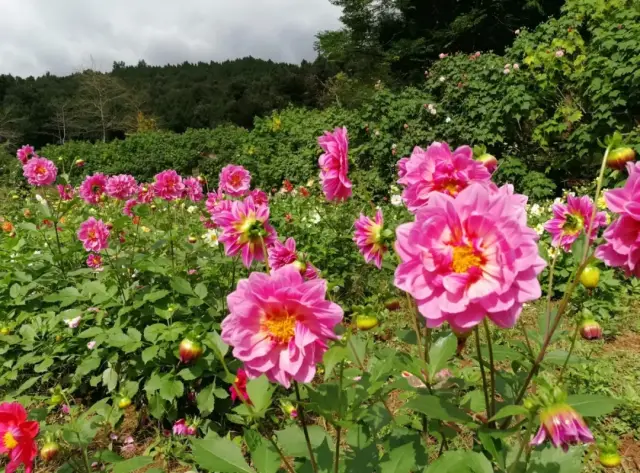 成都市 金堂县鲜花山谷