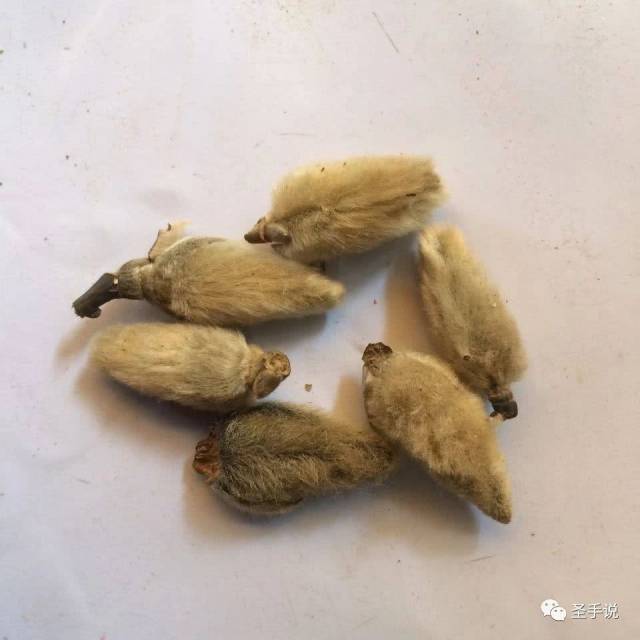 鸡蛋治鼻炎,每天这样煮着吃,10个鼻炎9个好!