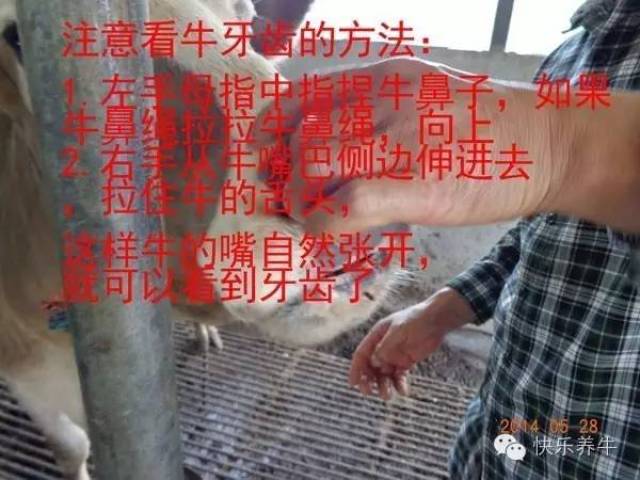 教你如何通过牙齿看牛年龄