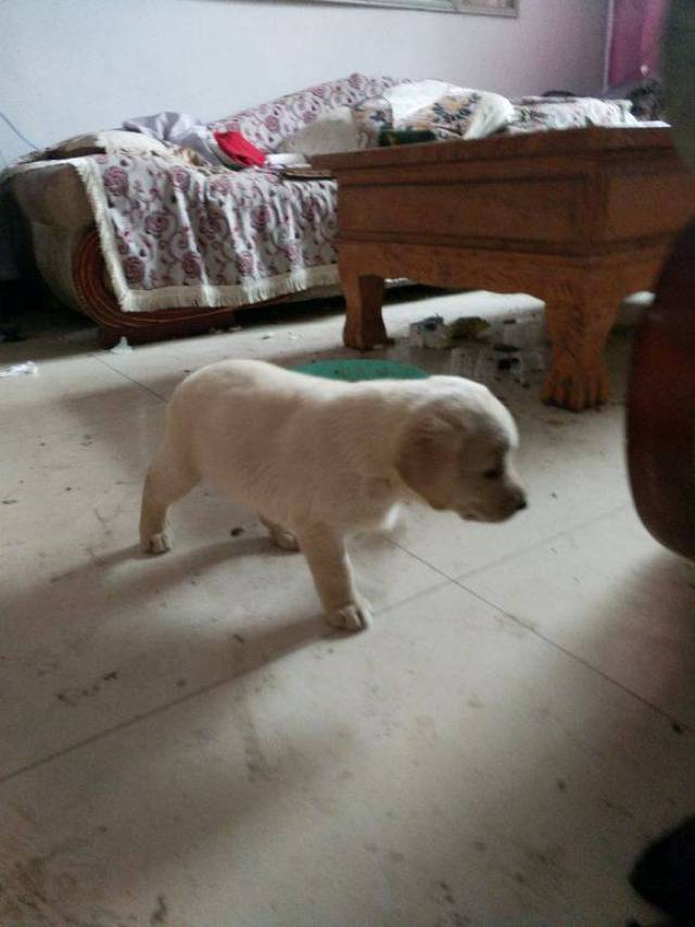 求助各位狗友,这到底是什么狗?除了二哈它也拆