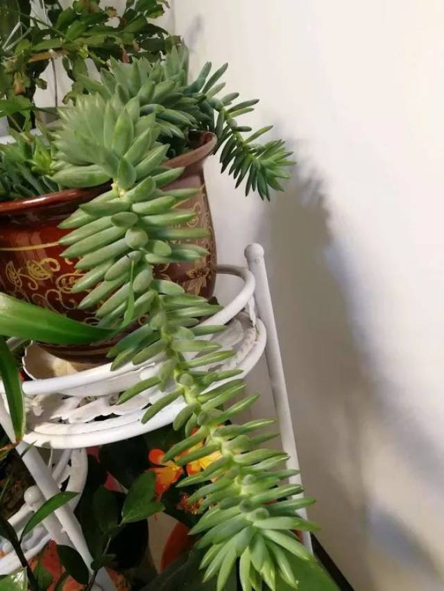 奇葩| 千佛手,徒成狗!多肉被养成这样,太吓人了