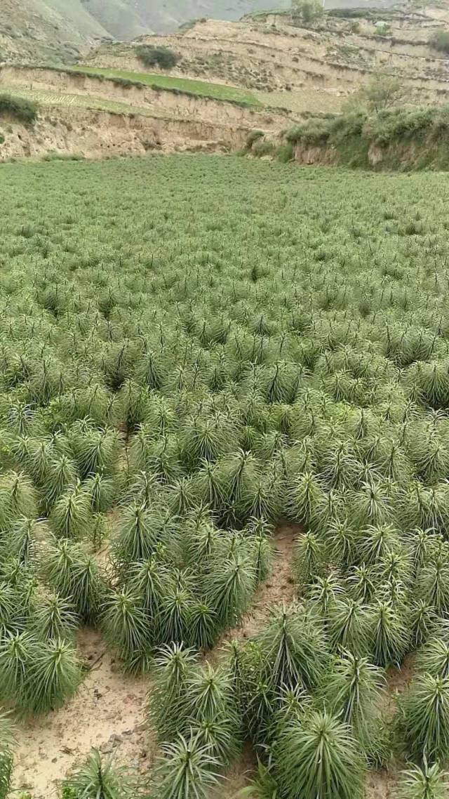 舌尖上的美味:一年中最好吃的兰州鲜百合