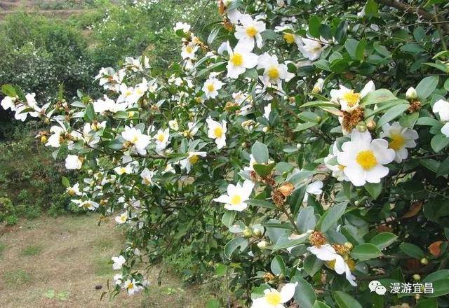 看漫山茶花茶果