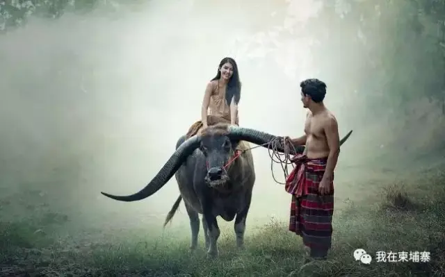 攻略道上,骑在大风景背上的柬埔寨乡野.一副很美的少女水牛沈阳天津自驾游乡村图片