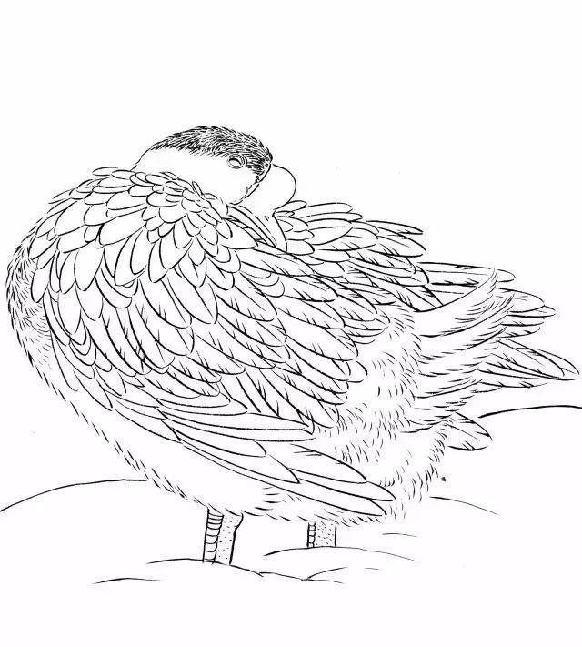 吉祥寓意花鸟白描欣赏