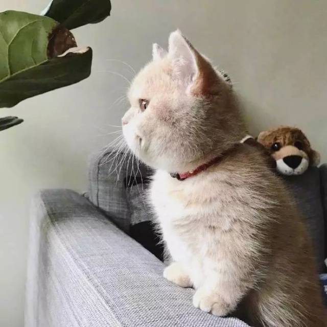 七七是个小短腿 bffdb721291246a890fa558b59d98bf5.jpeg