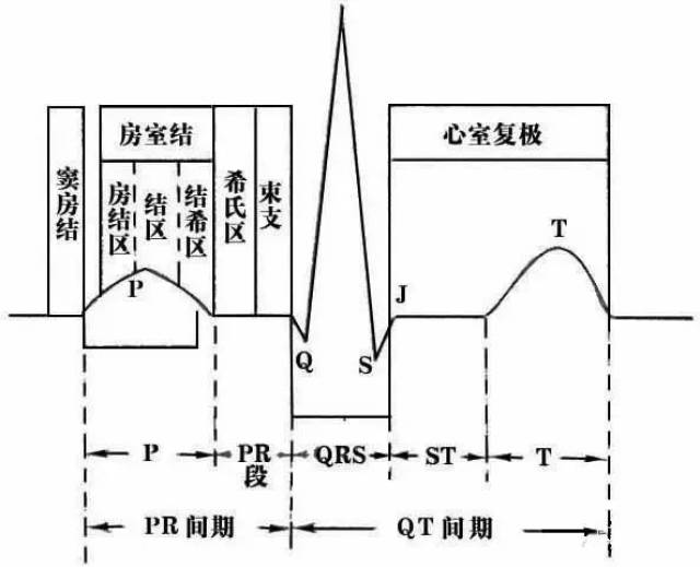 (一)各波形的意义 心电图记录的是心肌细胞除极和复极过程中电位变化