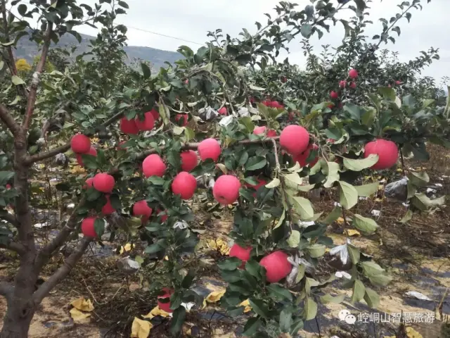 那一树树 一个个红红的苹果 既像弟弟那红扑扑的小脸蛋儿 又像一位