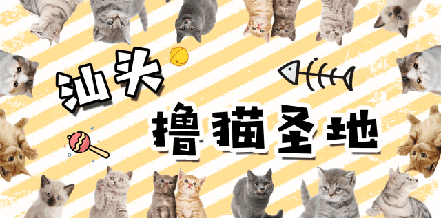 汕头这4家撸猫圣地!满足你一切痴汉幻想!