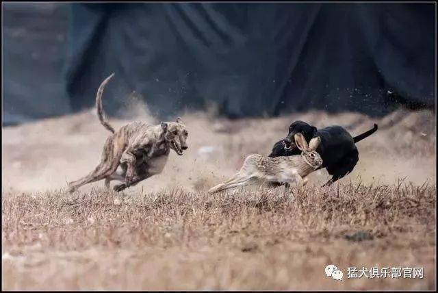 灵缇犬——真·脱缰的野狗