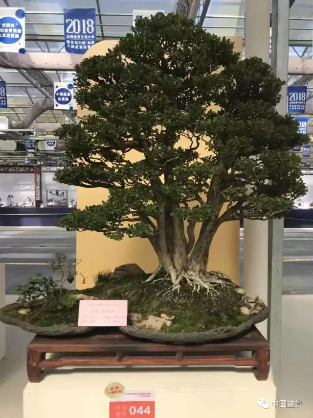 2018全国盆景交易大会暨首届中国·如皋小微盆景实景展隆重开幕