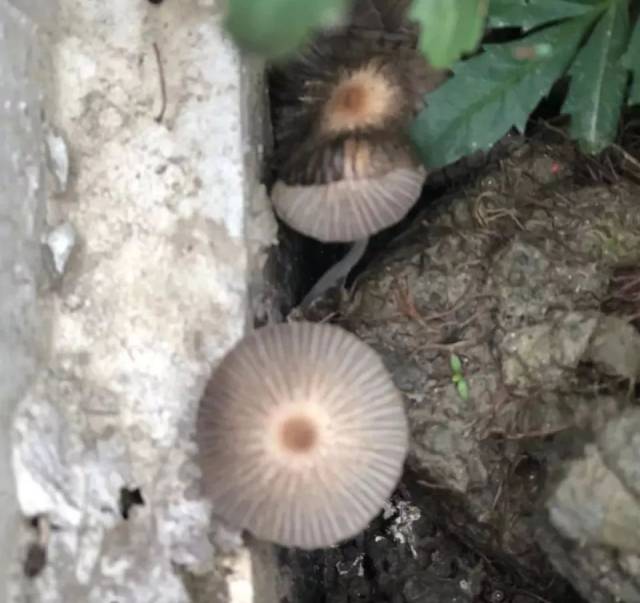 【班级心语】寻找像伞的植物
