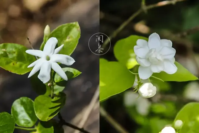 好一朵美丽的茉莉花 广东省高级评茶师广西之行(三)