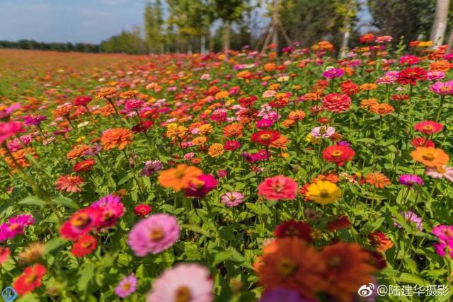 一大片花海绽放在宛山湖西路路边,有百日草,硫华菊,波斯菊.形态各姿.