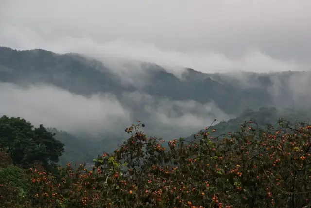 珠三角地区冷空气来袭?快换上秋冬装,到从化这片柿子林拍照!