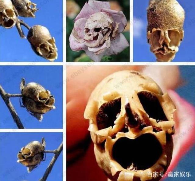 史上最诡异的花,枯萎后竟变成骷髅头