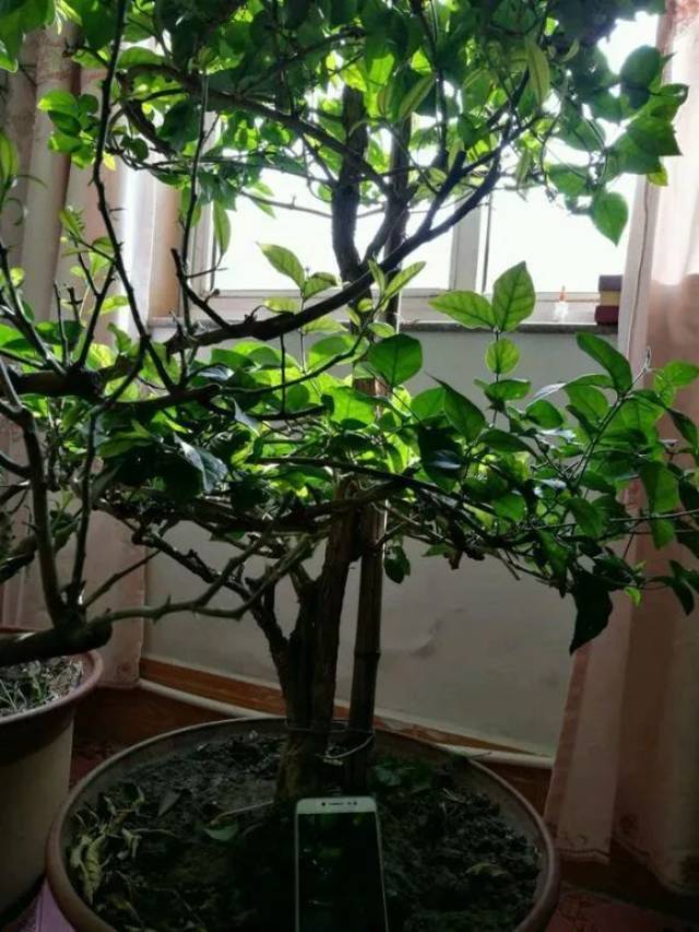 宠派养花大全 1,最好把茉莉花种在阳光充足,气温适宜的庭院,盆栽地栽