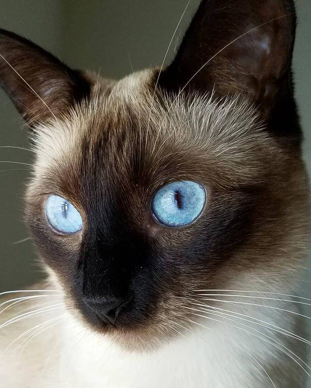 暹罗猫最显著的特征就是脸是黑的,爪子是黑的,眼睛是浅蓝色的,非常