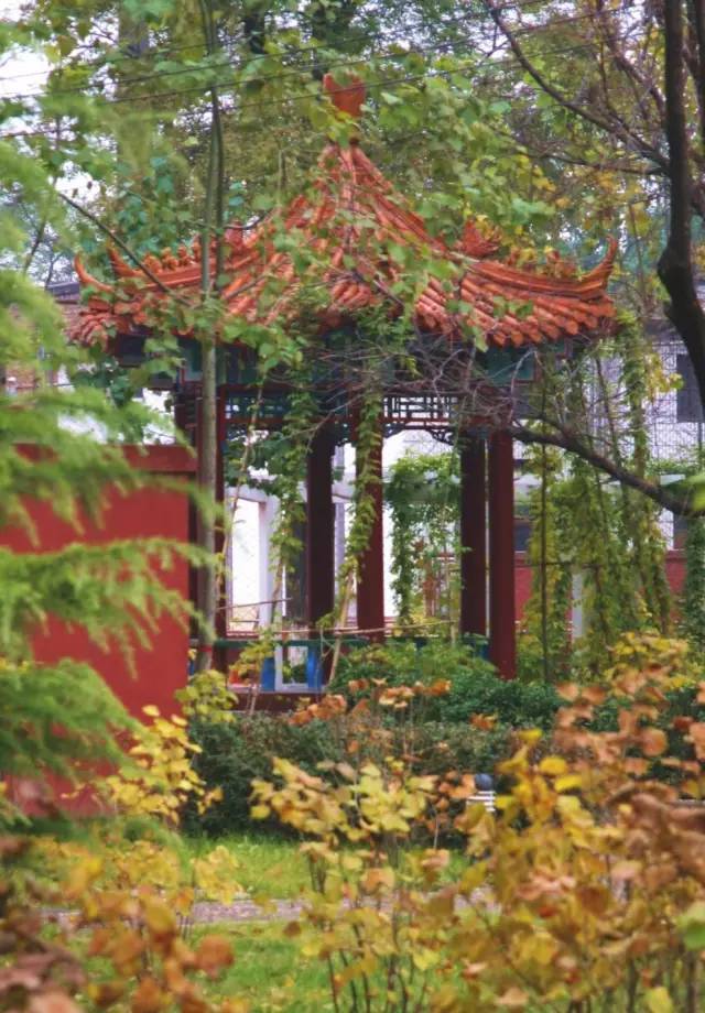 秋风一角,还记得在保定一中上学时,在亭子里读书的时光吗?