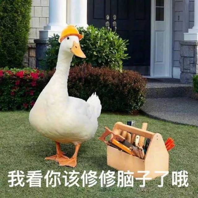 来一波小鸭子表情包,哈哈哈