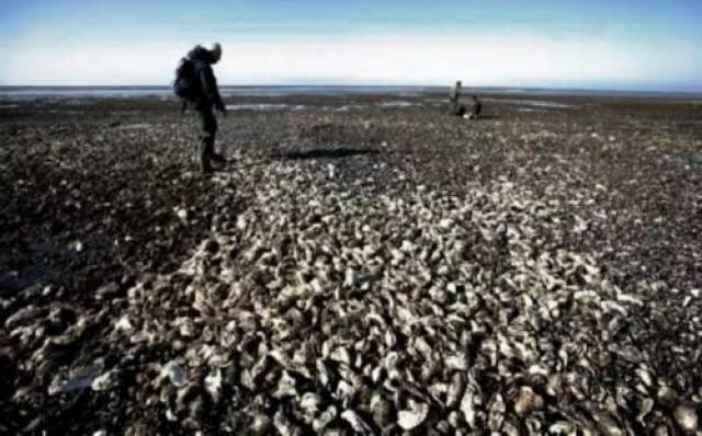 兔子成灾差点灭国,数量高达100亿,最终被迫出动轰炸机才被控制