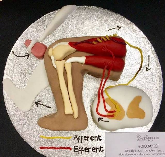 接下来这个蛋糕细致的介绍了膝跳反射从接受刺激到发生反应的过程