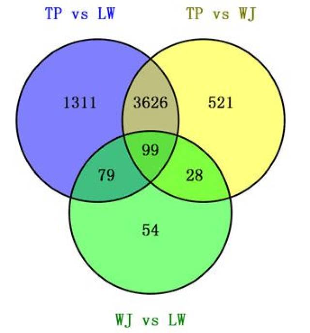 tp与lw,wj相互比较差异表达基因的维恩图