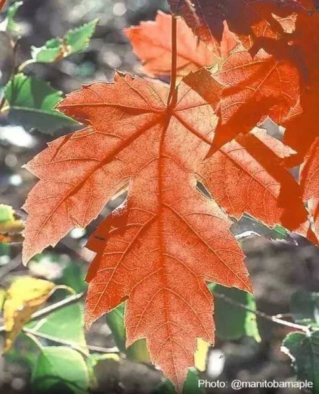 梧桐枫(sycamore maple),梧桐枫树冠也比较宽大,树叶有5个叶瓣,秋天会